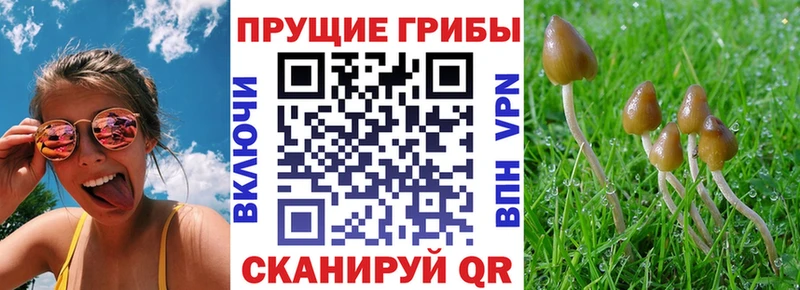 наркота  Сертолово  Псилоцибиновые грибы мицелий 