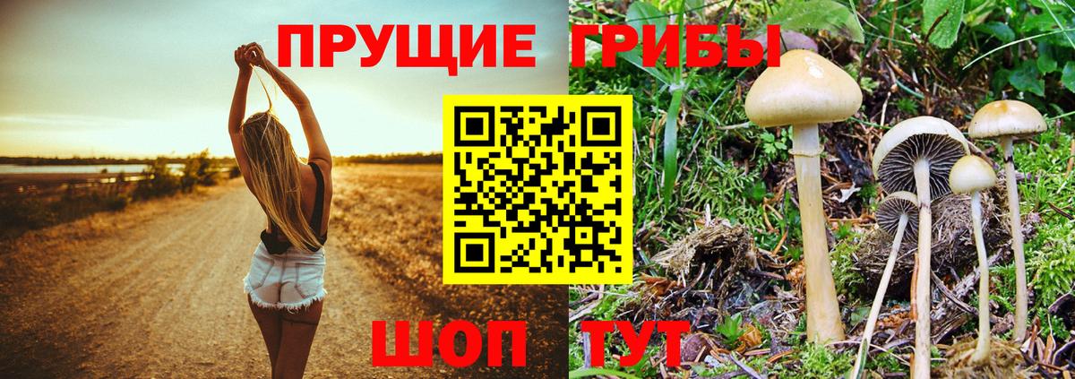 Галлюциногенные грибы Psilocybine cubensis Сертолово